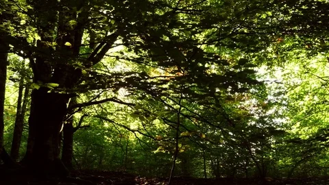 Huge tree with sun flares in the jungle Stock Footage 80675610