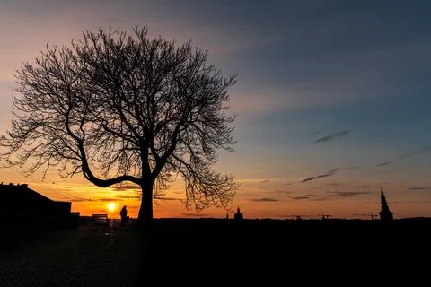 Huge tree at sunset Stock Photos