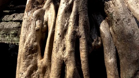 Huge tree in Ta Prohm temple, Angkor Wat Stock Footage 76383360
