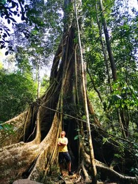 Huge tree in the Thai forests Foto stock