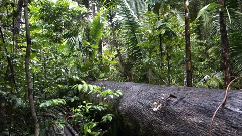 Huge tree trunk fallen on ground in the Amazon rainforest in Brazil Stock Footage 337210728