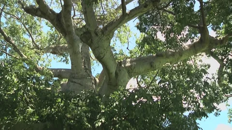 Huge Tree Trunk Video stock 30783240