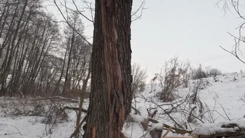 Huge tree trunk gnawed by beavers in winter forest Stock Footage 329368476