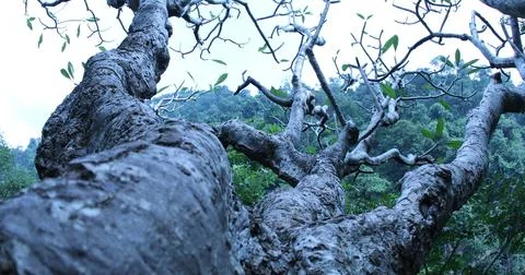 Huge tree Trunk texture Stock Photos