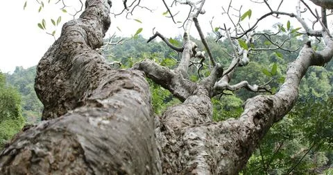 Huge tree Trunk texture Stock Photos