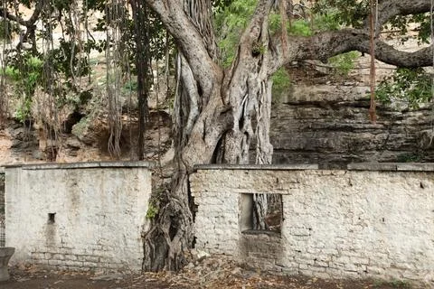 Huge tree Trunk texture Stock Photos