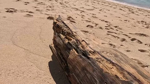 A huge tree trunk washed ashore from the ocean Stock Footage 227457371