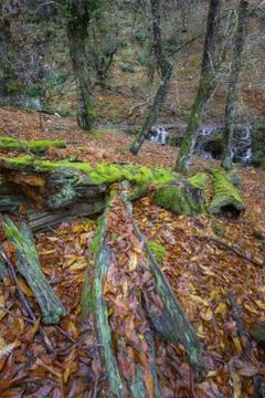 Huge Tree Trunks fallen on the Forest Floor Stock Photos