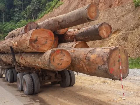 Huge tree trunks loaded onto logging truck in the rain forest of Gabon, Central 写真素材