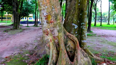 Huge tree trunks.big tree roots and sunbeam in a green forest. Stock Footage 108623569