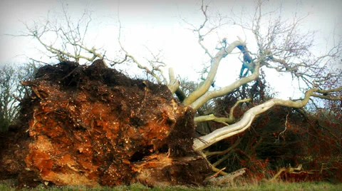 Huge tree uprooted after storm# Stock Footage 34015525