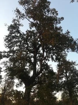 A huge tree view Stock Photos
