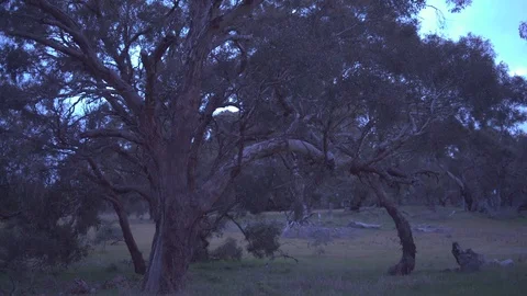 Huge tree with widespread branches at dusk Stock Footage 87120159