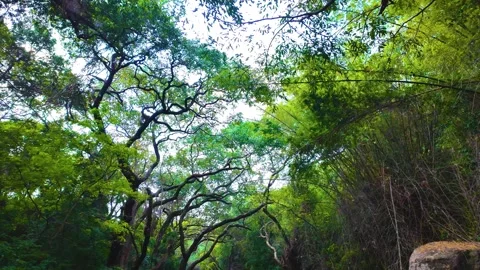 Huge Trees in the Forest 스톡 동영상 264355712