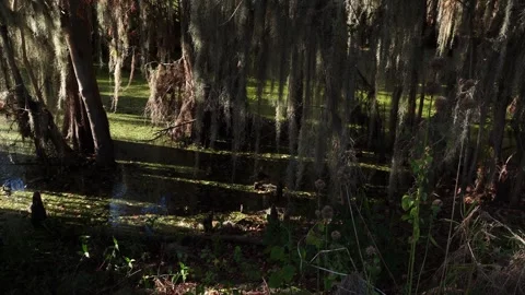 Huge trees grow in the water. The surface is covered with a green, plant-like Stockbeeldmateriaal 330992515