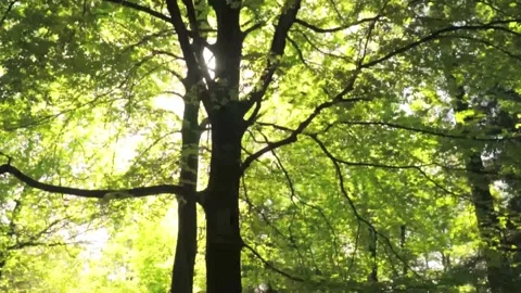 Huge trees in a large green forest Video stock 211669696