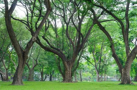 Huge Trees in a Park Stock Photos