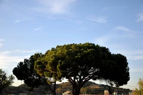 Huge trees 스톡 사진