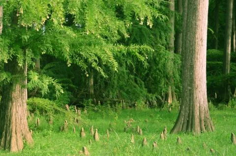 Huge trees Stock Photos