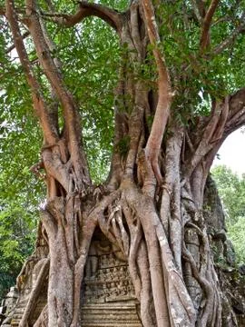 Huge trees with a powerful root system 库存照片