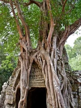 Huge trees with a powerful root system Stock-Fotos