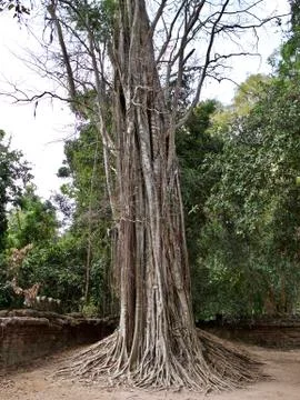 Huge trees with a powerful root system Stock-Fotos