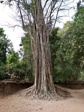 Huge trees with a powerful root system Stock-Fotos