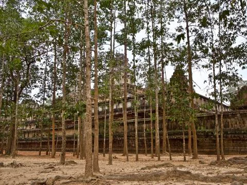 Huge trees with a powerful root system Stock-Fotos