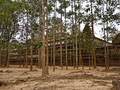 Huge trees with a powerful root system Stock-Fotos