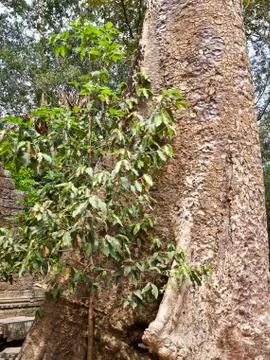 Huge trees with a powerful root system Stockfoto's