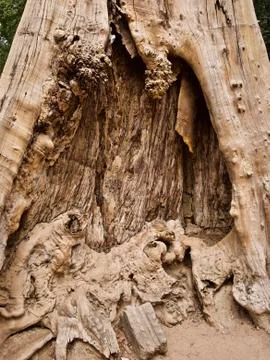 Huge trees with a powerful root system Photos