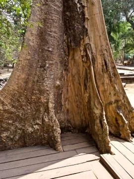 Huge trees with a powerful root system Stock-Fotos