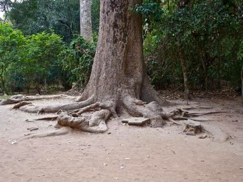 Huge trees with a powerful root system Stock-Fotos