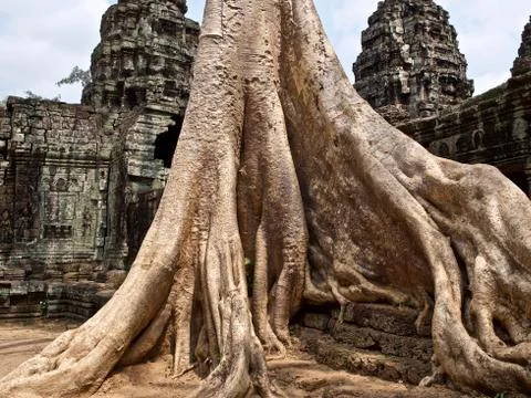 Huge trees with a powerful root system Stock-Fotos