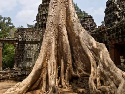 Huge trees with a powerful root system Stock-Fotos
