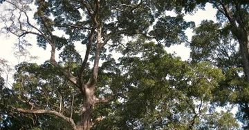 Huge trees in the Royal Botanic Garden Stock Footage 85512481