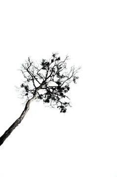 Huge trees towering Stock Photos