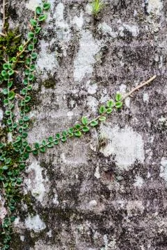 Huge trees trunk Stock Photos