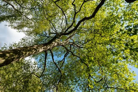 Huge trees trunk Stock-Fotos