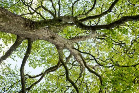 Huge trees trunk Stock Photos