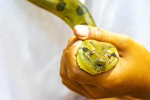 Huge tropical anaconda python boa snake in hand Amazonas Brazil. Photos