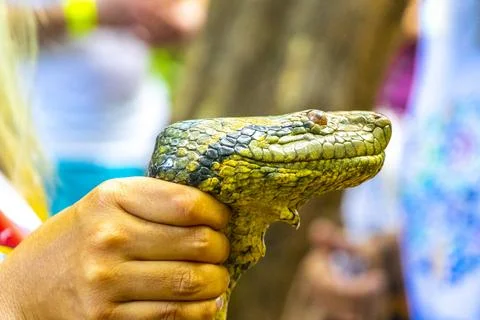 Huge tropical anaconda python boa snake in hand Amazonas Brazil. Stock Photos