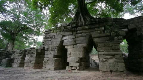 Huge tropical tree growing over stones Video stock 12178896