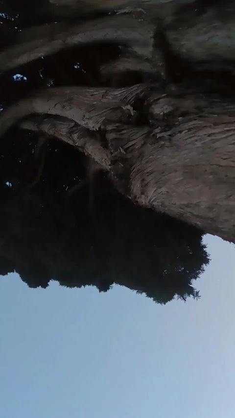 Huge Tropical Tree. A Wide Trunk, a Tree on a Tropical Coast Against the Sky. Stock Footage 229412007