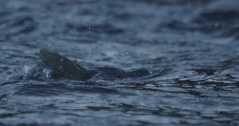 Huge trout tail close up while swimming in a river Stock-Footage 172521314