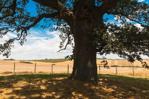 Huge trunk of the ancient oak tree Stock Photos