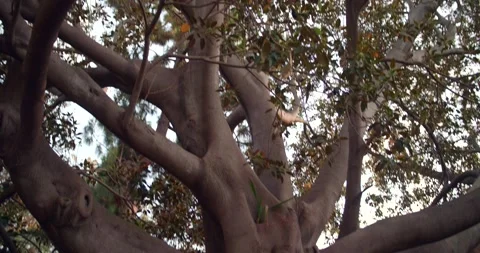 Huge Trunk And Branches Of An Old Ficus Tree At The Park In Benicassim, Video stock 160119362