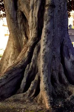 Huge trunk of an old tree. A big old tree root. Stock Photos