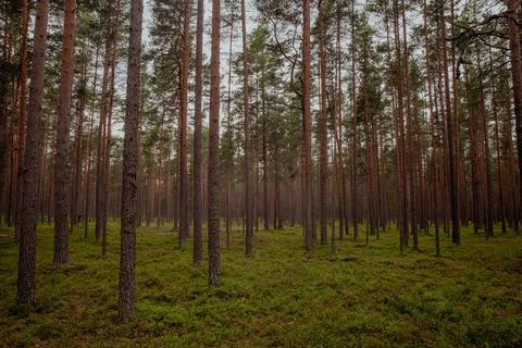 Huge trunks of coniferous trees in the forest Stock Photos