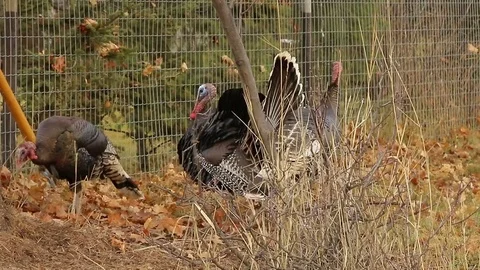 Huge turkeys walking around Stock Footage 72195391